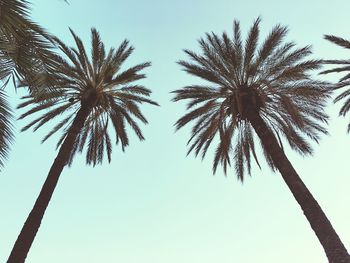 Low angle view of palm trees against clear blue sky