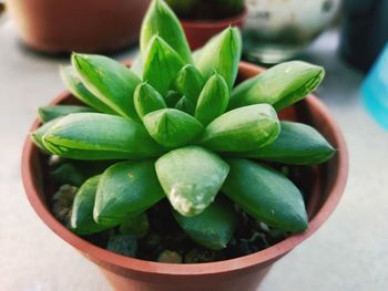 Close-up of potted plant