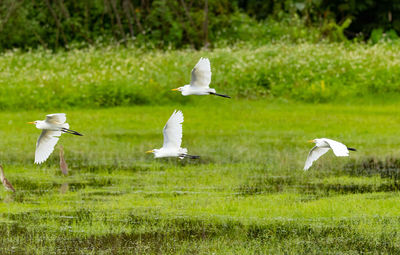 Seagulls flying over grassy field