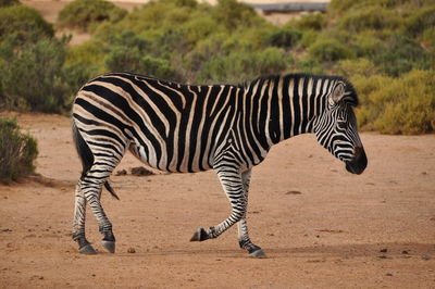 Close-up of zebra standing on grass