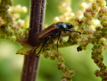 Close-up of insect on plant