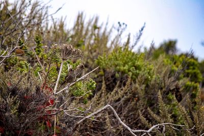 Low angle view of plant growing on field against sky