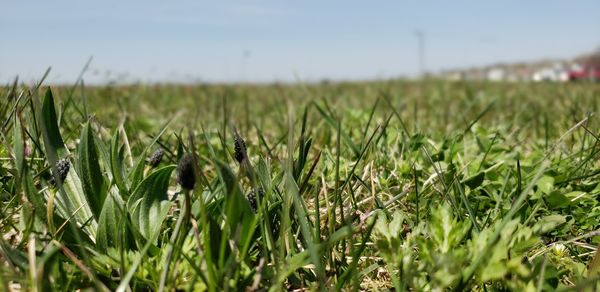 Crops growing on field against sky