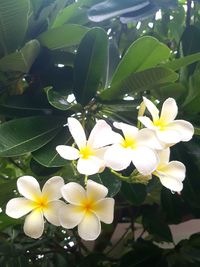 Close-up of white flowering plant