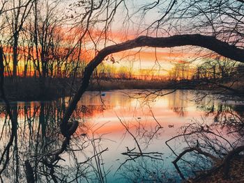 Reflection of bare trees in water at sunset