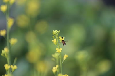 Close-up of bee pollinating on flower