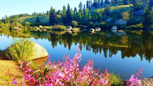 Reflection of trees in water