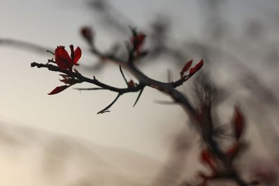 Close-up of red flowering plant against sky