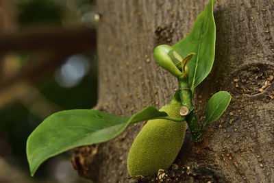 Close-up of green lizard on tree trunk