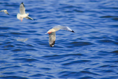 Seagull flying over lake