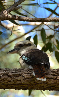 Close-up of bird perching on tree