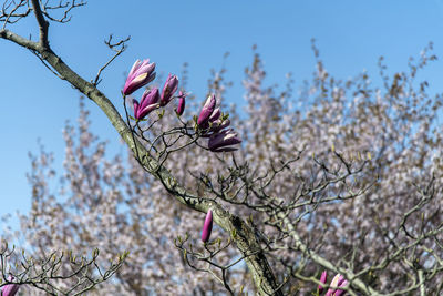 Low angle view of cherry blossoms against sky