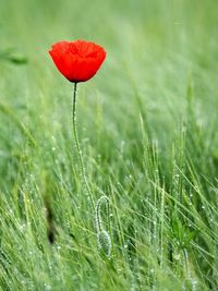 Close-up of red poppy on field