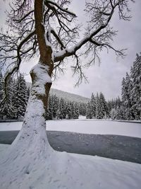 Snow covered plants by trees during winter