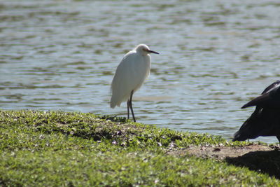 Bird perching on lake