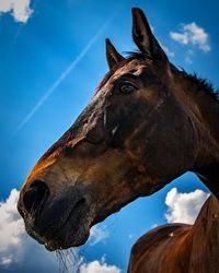 Close-up of a horse against sky