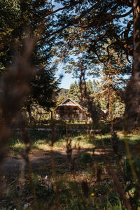 Trees in forest