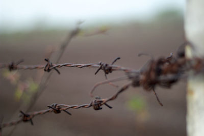 Close-up of barbed wire