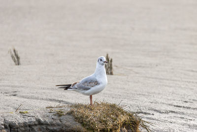 Close-up of seagull perching on beach