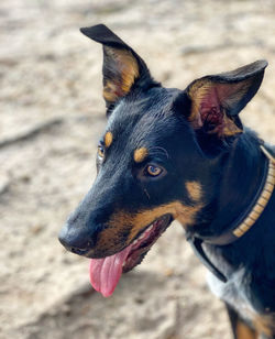 Close-up of black dog looking away