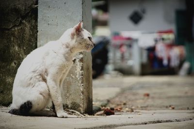 Side view of a cat looking away