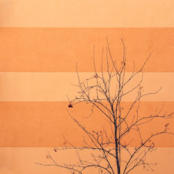 Bare tree on sand dune against clear sky