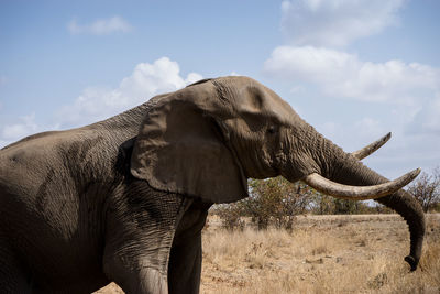 Close-up of elephant on field against sky