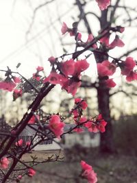 Low angle view of pink flowers on tree