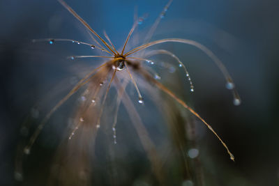 Close-up of spider on web