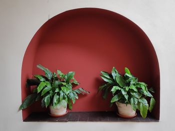 Directly above shot of potted plant on table