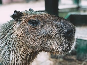 Close-up of an animal, capybara