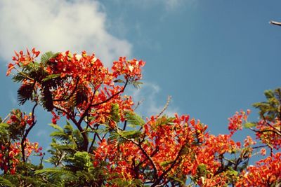 Low angle view of orange flowers blooming against blue sky