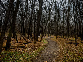 Trees in forest against sky