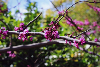 Close-up of pink flowers on branch