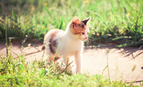 Portrait of cat on grass