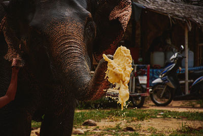 View of elephant in car