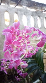 Close-up of pink flowers