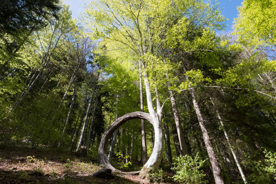 Trees in forest against sky