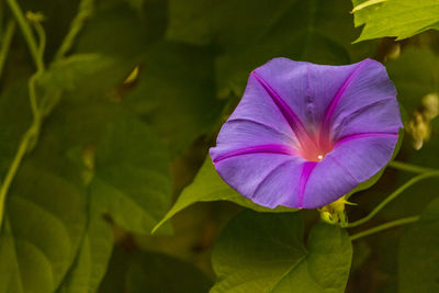 Close-up of purple flowering plant