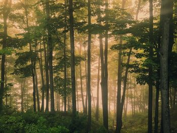 Trees in forest