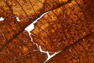 Full frame shot of tree trunk