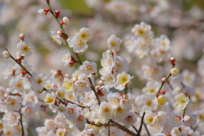 Close-up of white cherry blossoms in spring