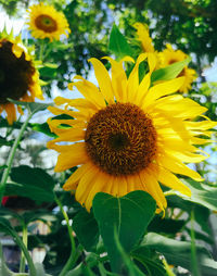 Close-up of sunflower