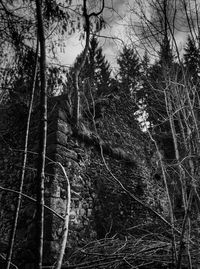 Bare trees against sky