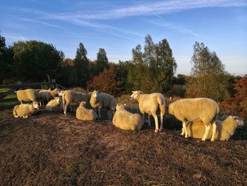 Sheep grazing in the late evening sunlight