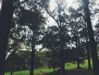 Trees in forest