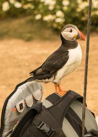 Close-up of bird perching outdoors