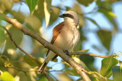 Low angle view of bird perching on branch