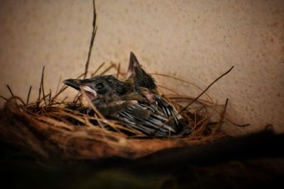 Close-up of a bird in nest
