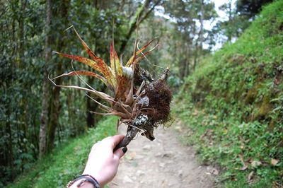 Cropped hand of woman holding leaves against trees